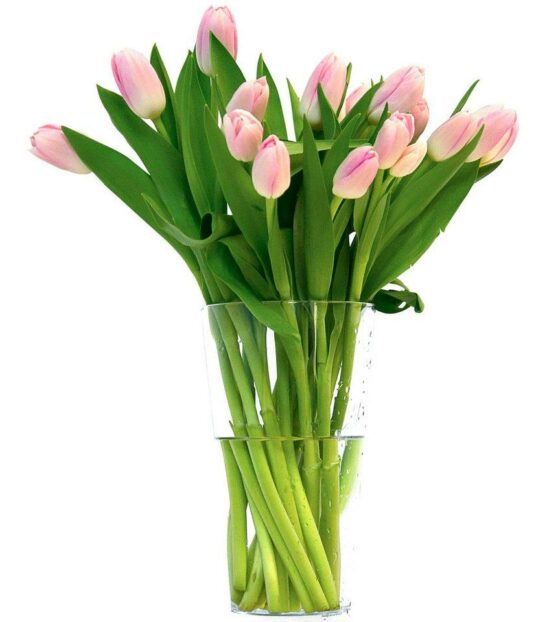 розовые тюльпаны