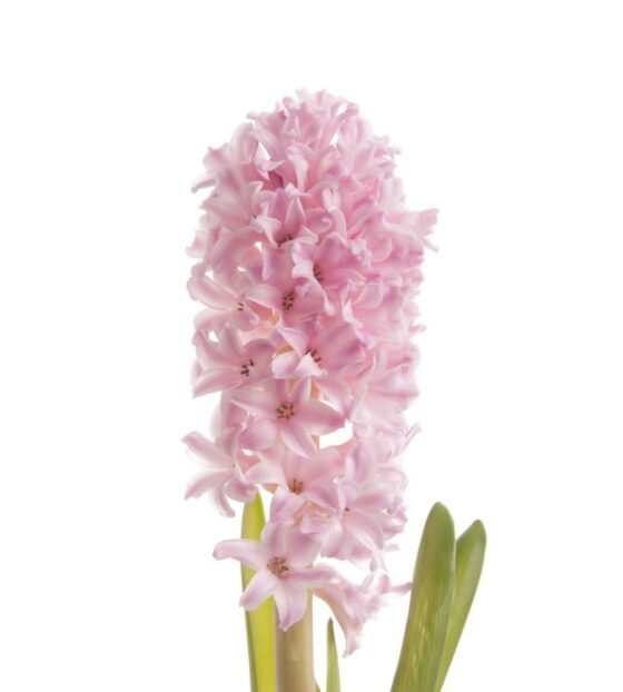 розовые гиацинты