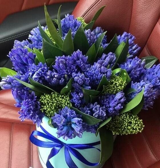 синие гиацинты в коробке