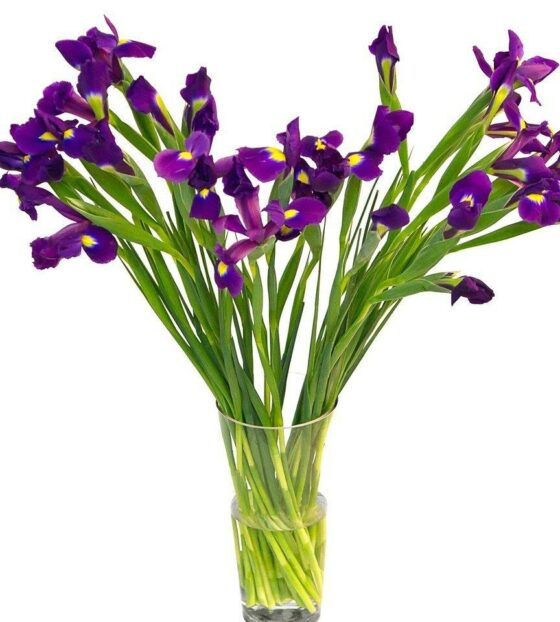 синие ирисы