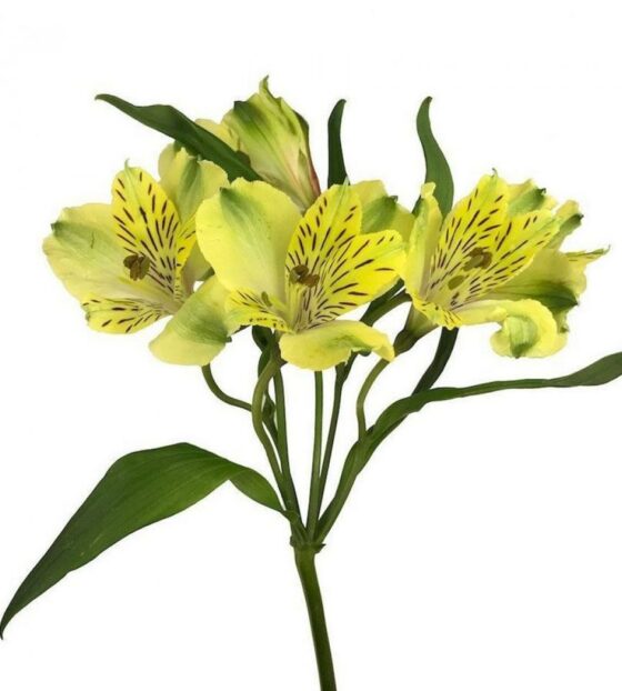 желтая альстромерия