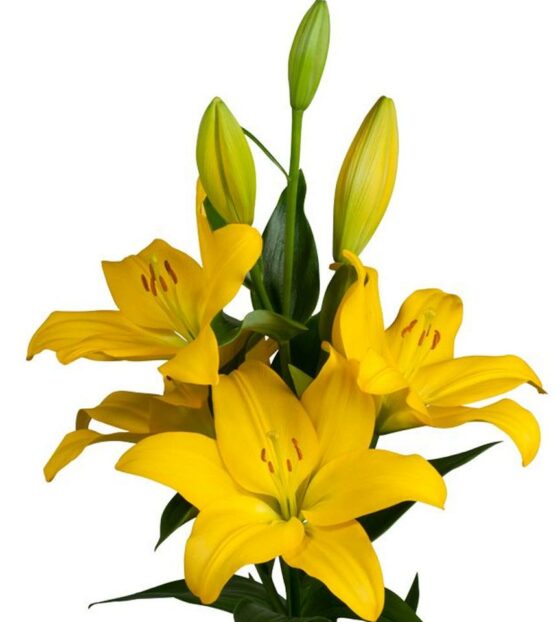 желтая лилия