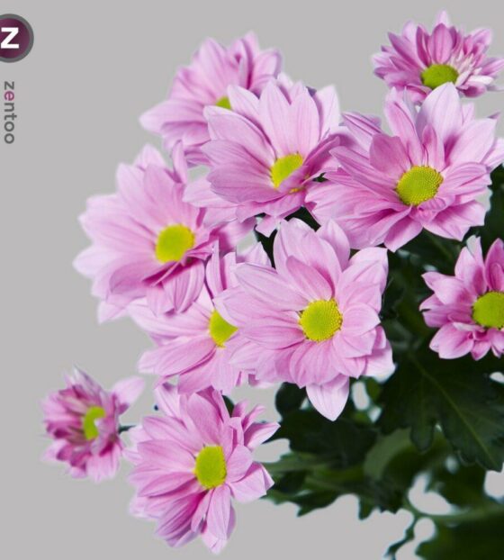 хризантема