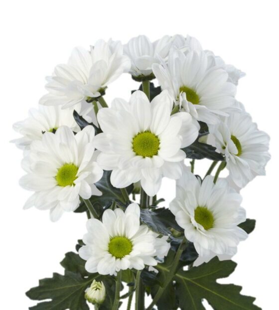 хризантема кустовая