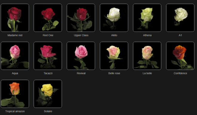 Сорта голландских роз с фото и названиями