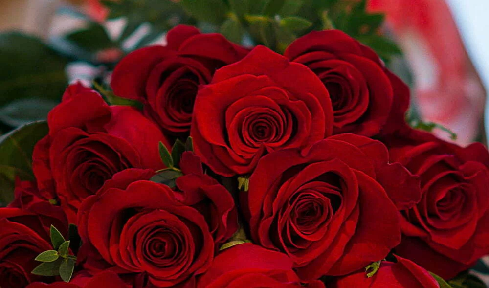 К чему дарят красные розы девушке или женщине