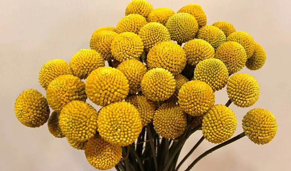 Желтые шары цветы фото и названия