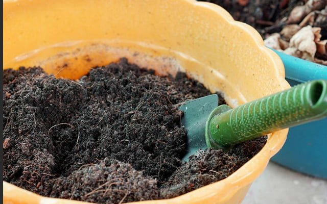 Как посадить черенок в домашних условиях