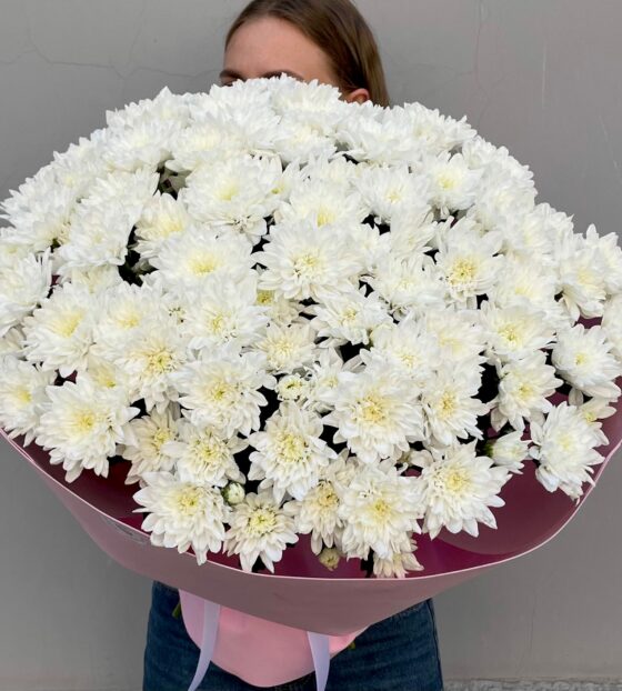 белые хризантемы