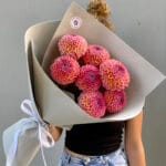 розовые георгины