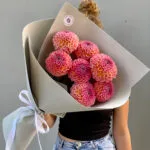 розовые георгины