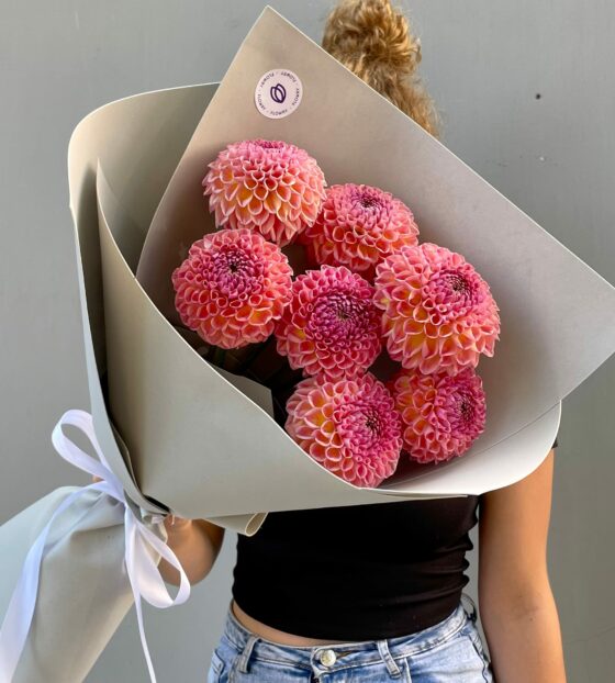 розовые георгины